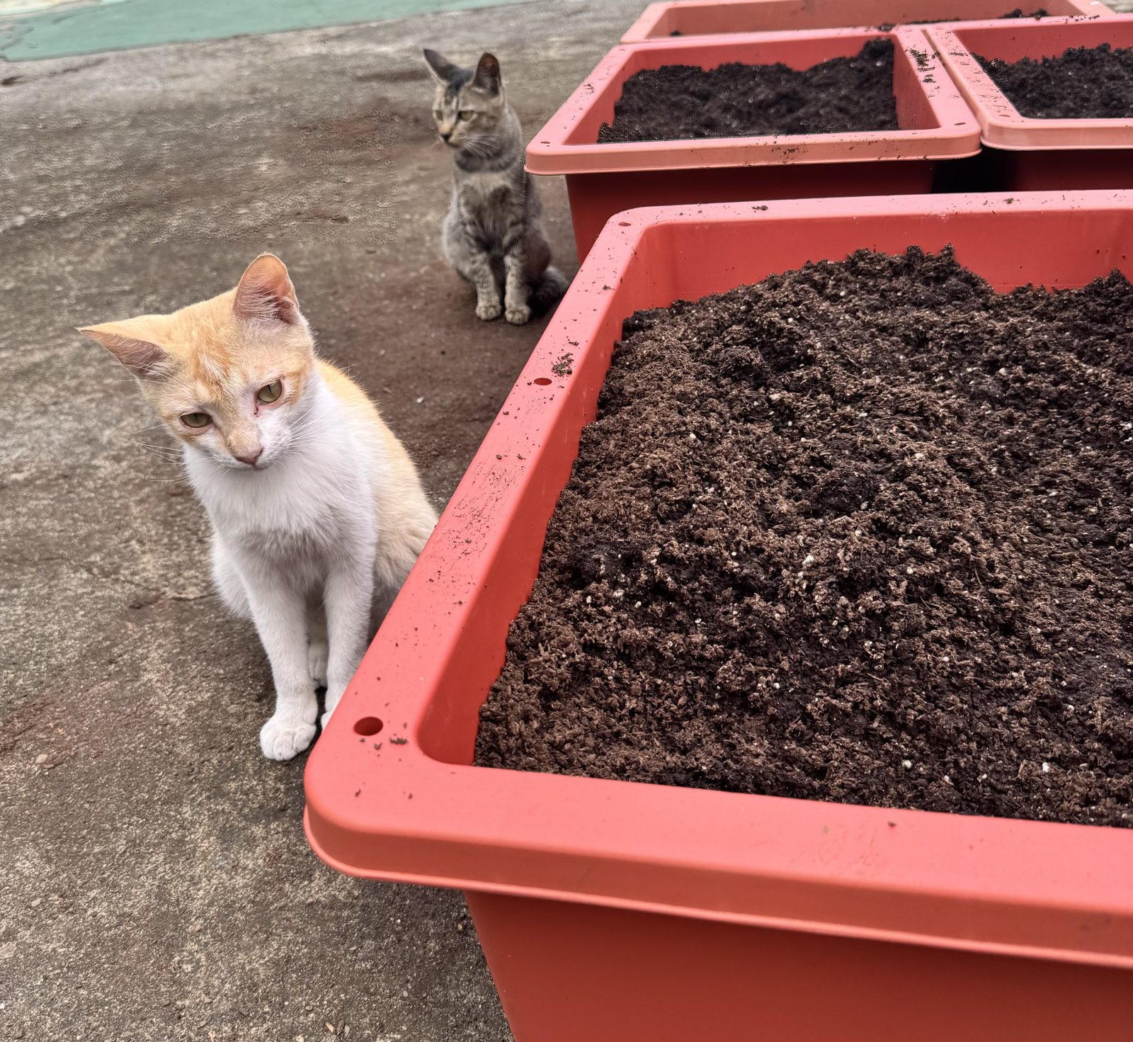 雲林大埤香草躲貓貓：兩隻流浪貓坐在剛填好土的紅色種植箱旁