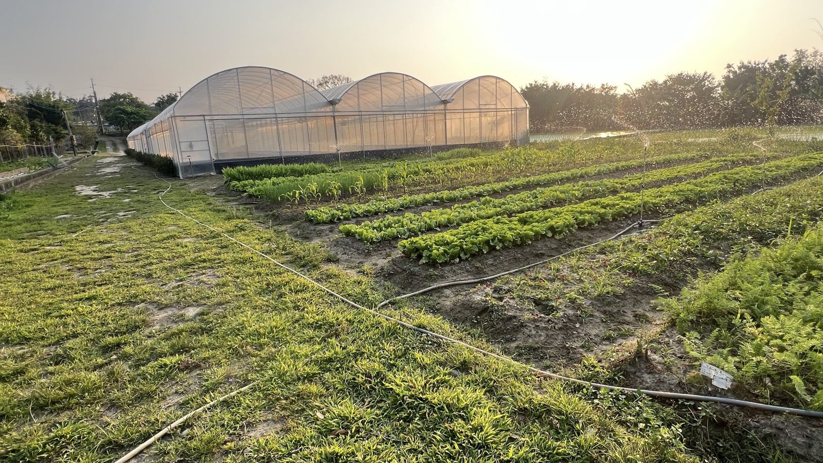 Herb fields and greenhouses in the evening