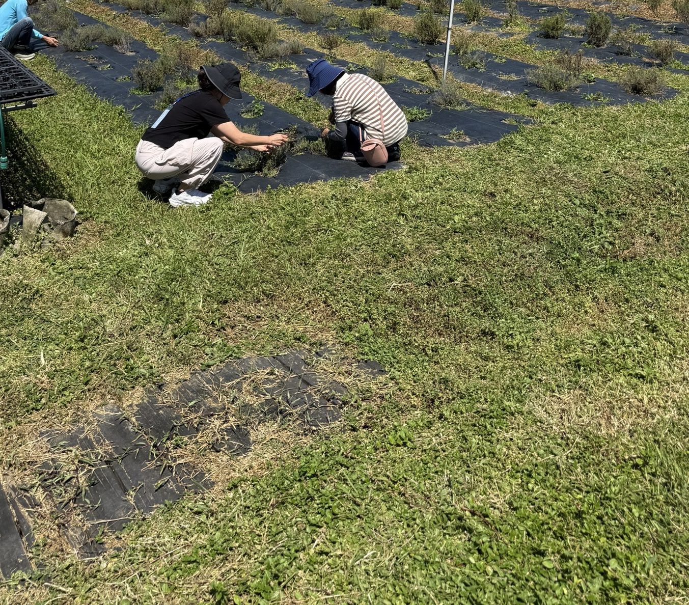 兩位員工蹲在香草田畝間,用手整理植株,田畝鋪著黑色地膜