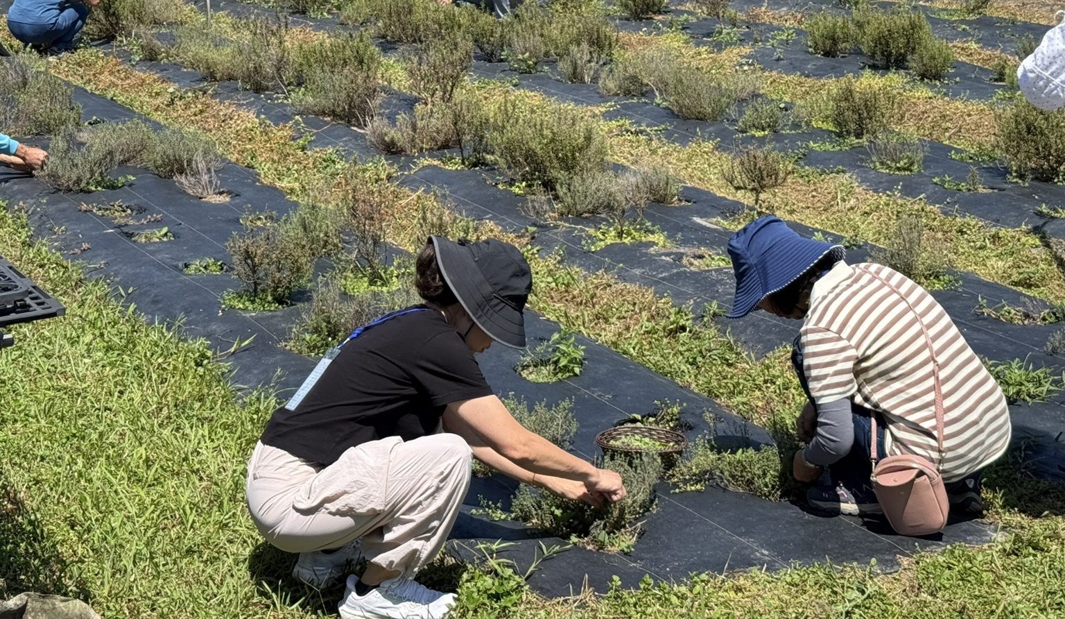 兩位員工蹲在香草田畝之間,用手整理植株,一旁有人戴著寬簷帽