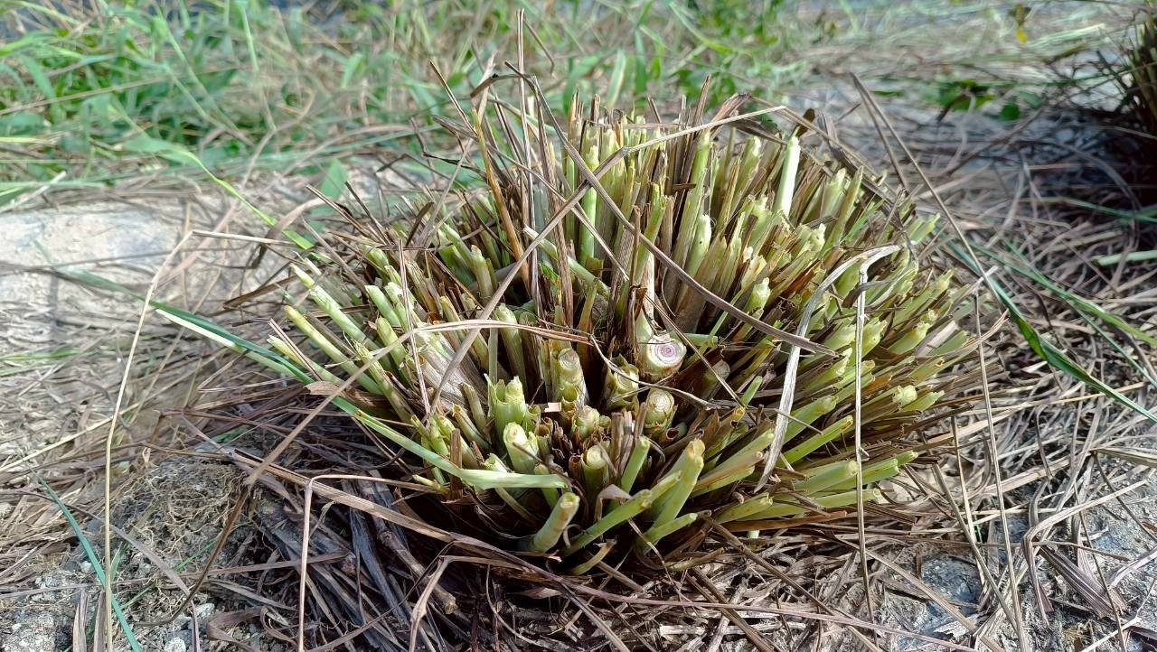 Lemongrass before harvest