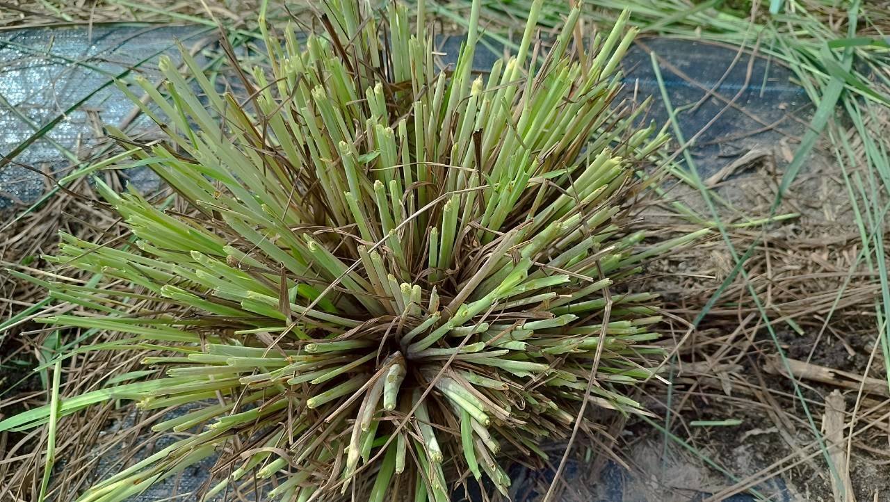 採收過的檸檬香茅叢，中間的新芽會繼續長出來