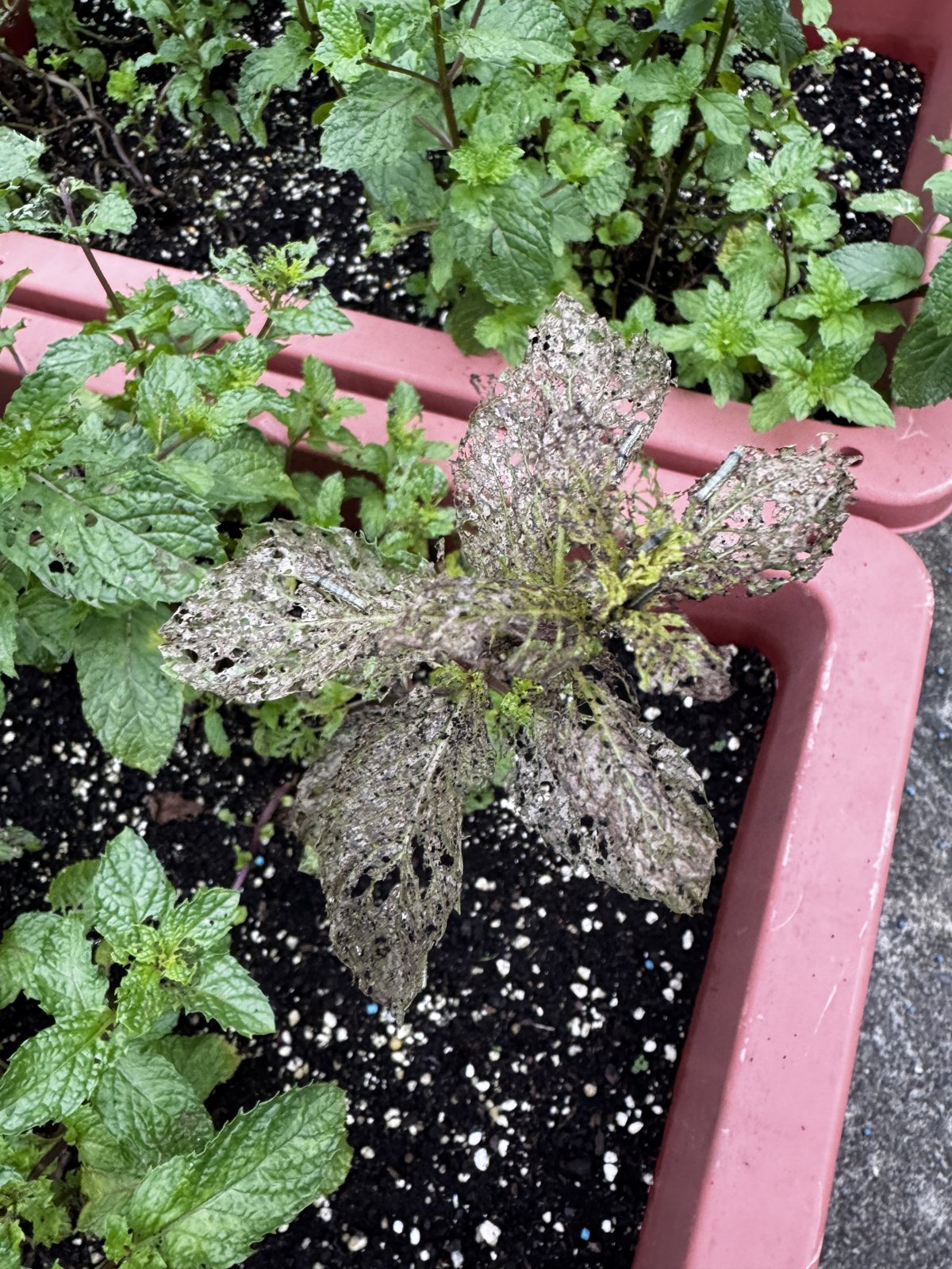 雨後被啃得只剩網狀葉脈的薄荷葉,翻看葉背常能找到蝸牛或毛毛蟲
