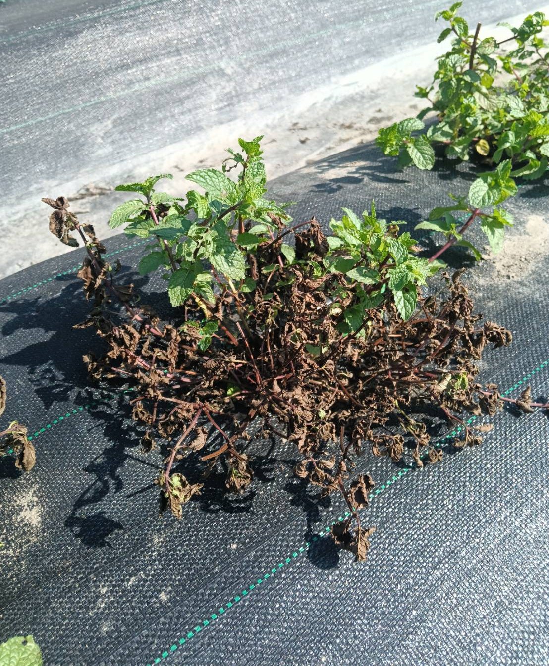 田裡的薄荷下半部變黑乾枯,要先剪除、讓植株通風