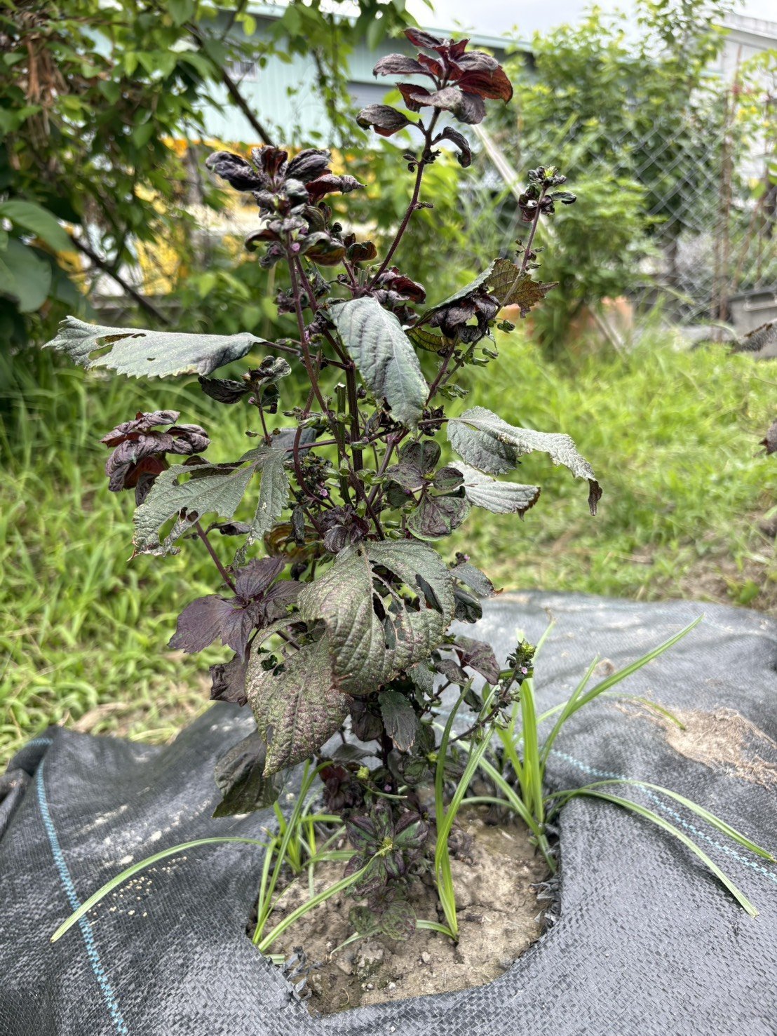 入秋抽出花穗的紅紫蘇,葉子變少也變硬了