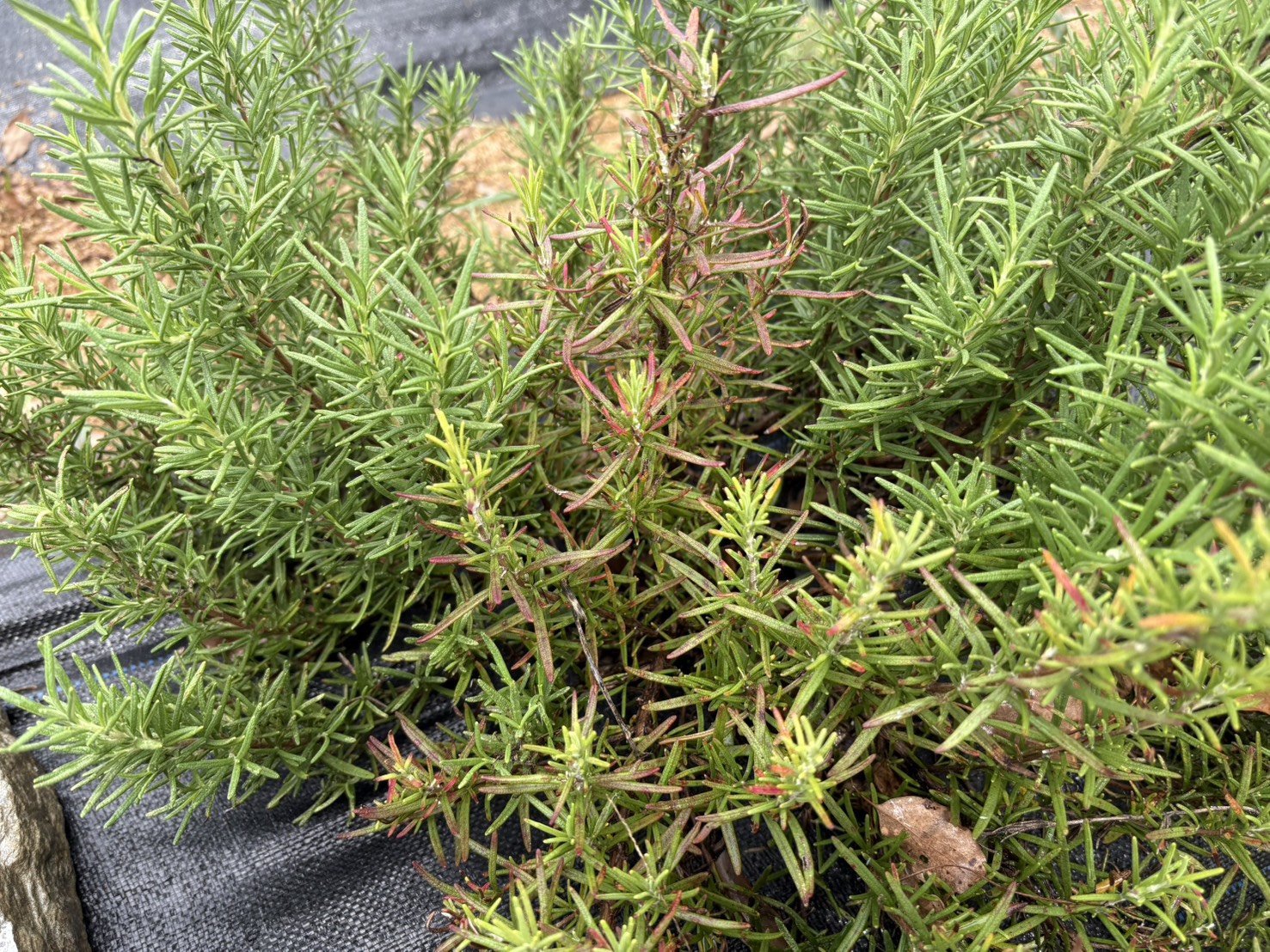 葉尖轉紅、局部發黃的迷迭香,是該翻開葉背檢查的訊號
