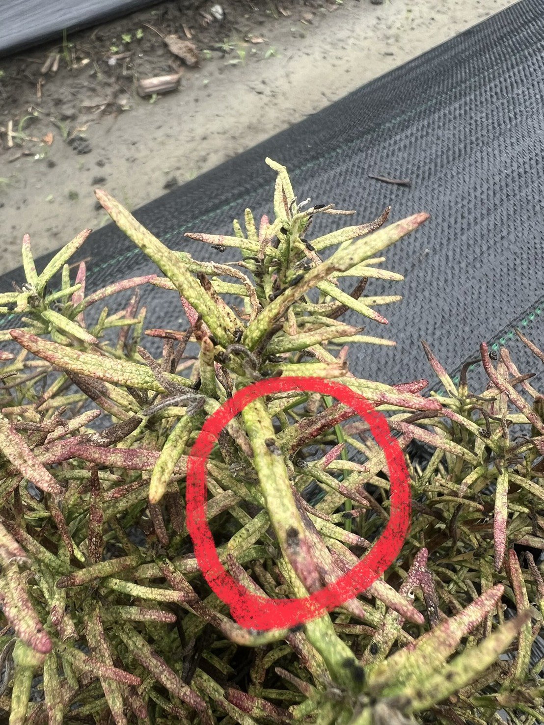 合作農場在週報照片上用紅圈標出迷迭香葉尖轉褐的位置