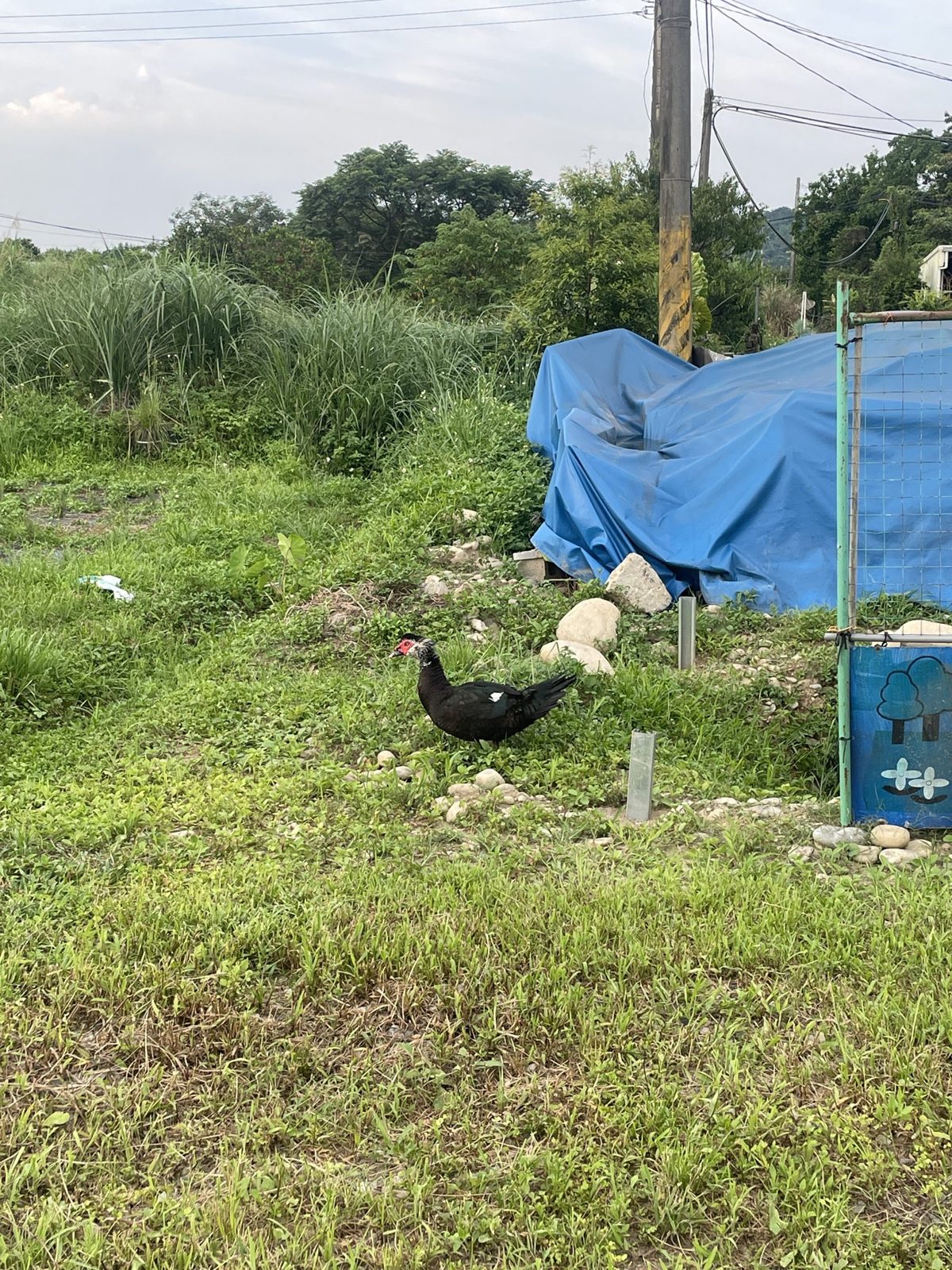 思凡自然農園田區草地上走過的一隻黑色番鴨,後方是田邊的藍色防水布與作物