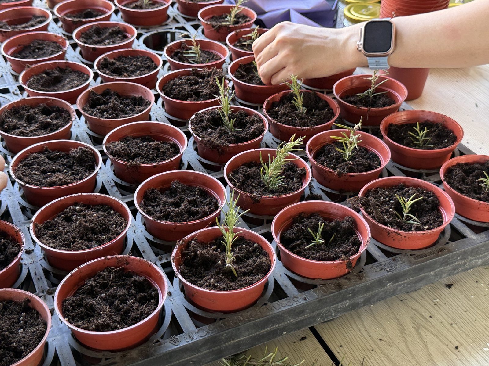 Freshly planted herb cuttings in small pots, each one easy to count