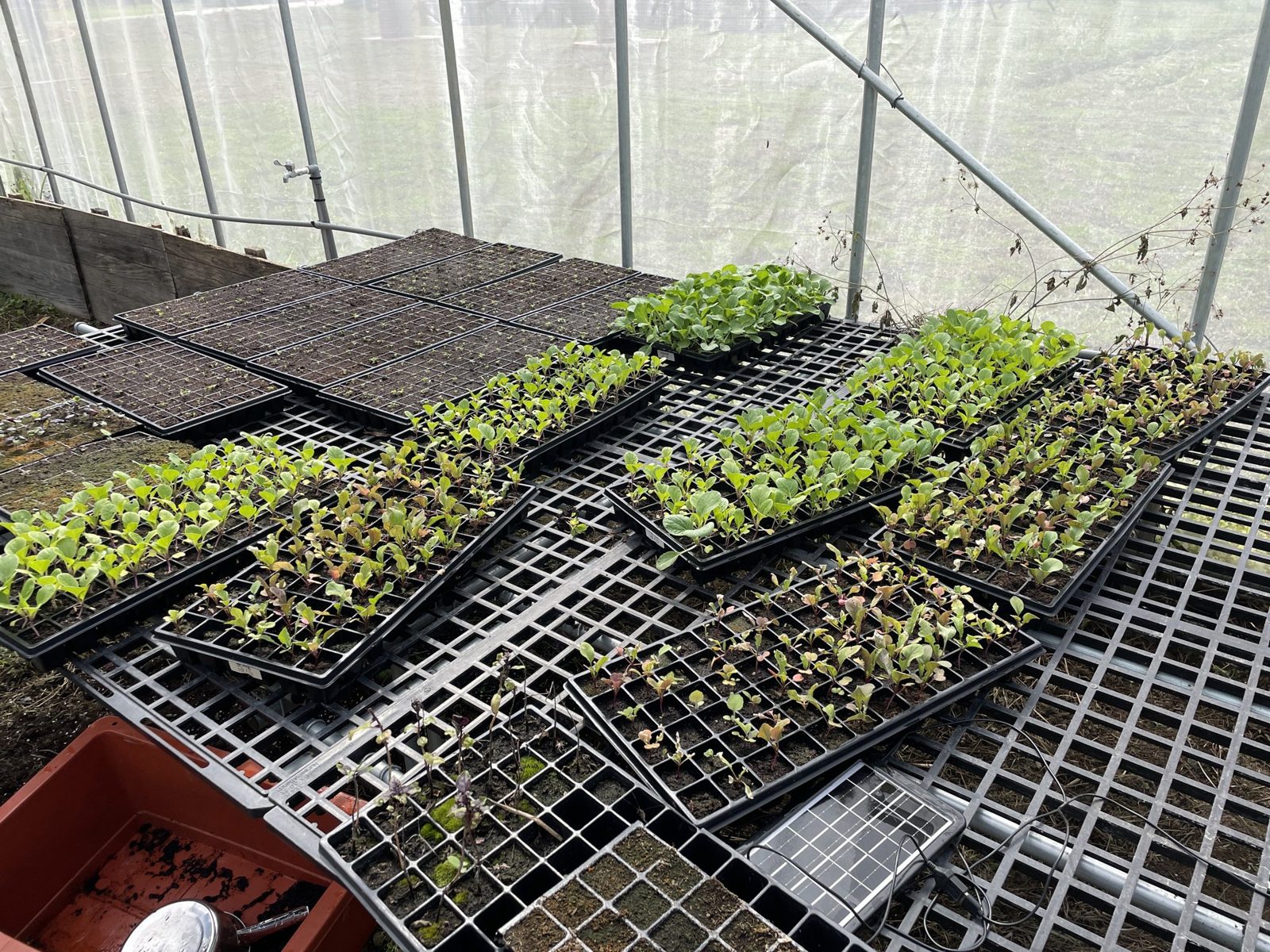 Seedling trays on a greenhouse propagation rack