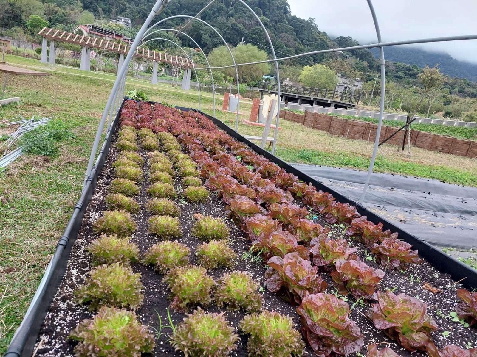 Neat rows of lettuce growing outside a greenhouse